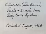 Fossil Fly (Diptera) - Ruby River Basin, Montana #216533-2